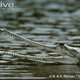 Illustration for article titled Sunday Crocodilian - Gavialis gangeticus Edition